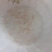 ۱۵ عدد بچه گوپی دونه ای ۲۰تومان معاوضه دارم