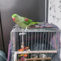 جوجه شاه طوطی