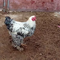 خروس برهما