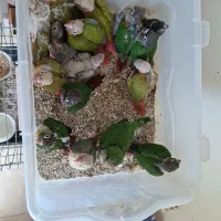 طوطی گرینچیک و راهب سرلاکی