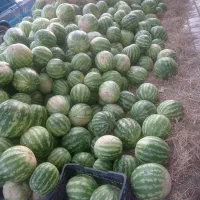 هندوانه اب داروشیرین