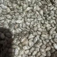 لوبیا چیتی ابلغ خش پخت