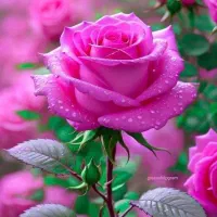 فروش سیم کارت