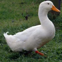 اردک نر