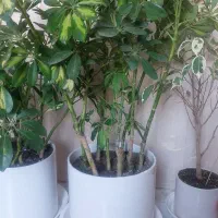 گل شفلرا