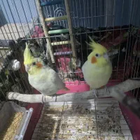 عروس هلندی