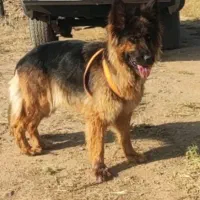 سگ ژرمن
