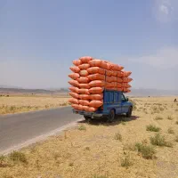 فروش کاه دیم