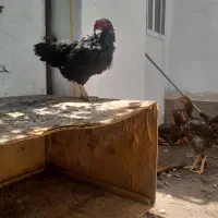 مرغ وخروس لاری