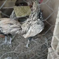 خروس سبرایت سیلور  نژاد اصلی