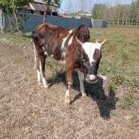 ورزا کوله چالوسی