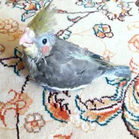 جوجه عروس هلندی یک ماهه