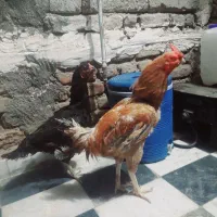 مرغ و خروس لاری ومحلی