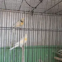 قناری جوجه ۳ عدد