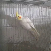 عروس هلندی نر لوتینو