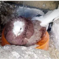کفتر کبوتر ماده تزعینی