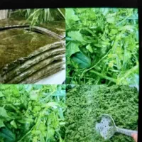 سبزی خورشتی باقالی