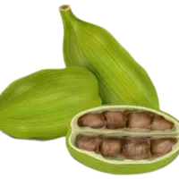 هیل سبز|خوردنی و آشامیدنی|دهلران, |دیوار