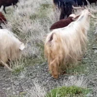 بز لری  و جوان