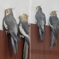 عروس هلنذی