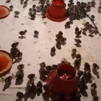 فروش جوجه بوقلمون برنز انگلیسی