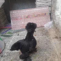 مرغ