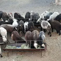 بره نره درج یک پاک واکسن خورده