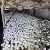جذب نیروی شب کار