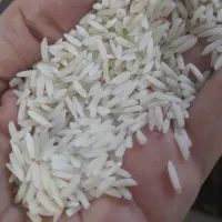 برنج طارم