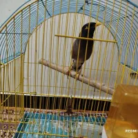 مرغ مینا|پرنده|دزفول, |دیوار