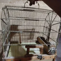 سهره قفس