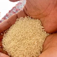 نیم دانه هاشمی