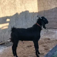 چپش برای نسل کشی وقربانی