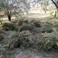 یونجه خالص
