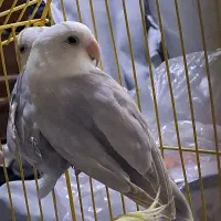 کوتوله عروس هلندی