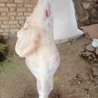 بره|حیوانات مزرعه|لاله زار, |دیوار