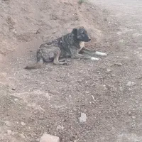 سگ گله