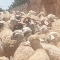 ۵۰راس میش فروشی