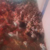 جوجه مرغ