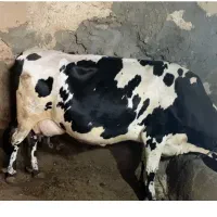 گاو گوساله