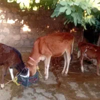 گاو وگوسال