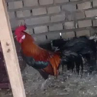 خروس فونیکس در حمیدیه