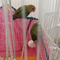 پرنده