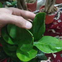 گل‌های خاص و لوکس