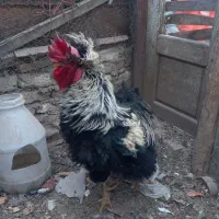 خروس فری سلطان