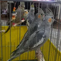 عروس هلندی سینامون