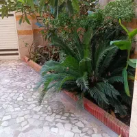 گل سیکاس
