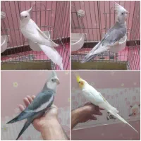 عروس هلندی نر