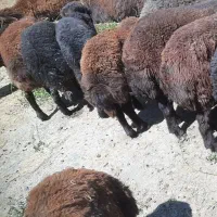 بره نر