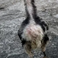 جوجه لاری 3 عدد